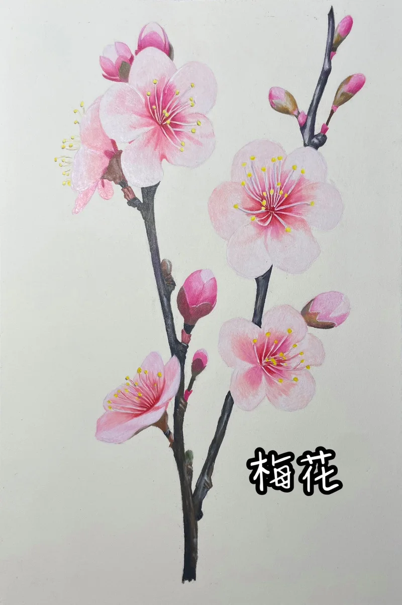 梅花香自苦寒来啊……秋雅……不……#彩铅 #日常瞎画  #手绘 #画花