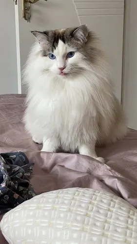 讨论可以看看大家的蓝眼猫吗