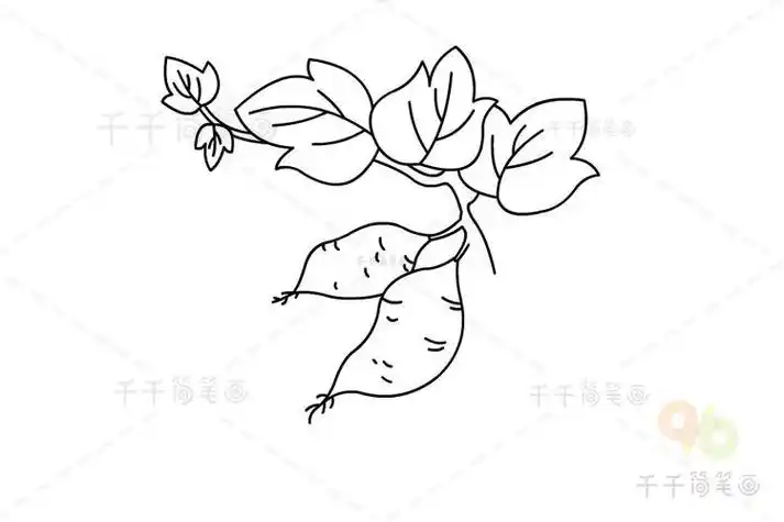 红薯简笔画图片农作物简笔画
