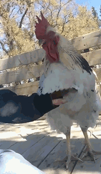 老板,你家桑拿式火锅真好,不开空调汗哗哗的|包拯|公孙策|老脸_网易订