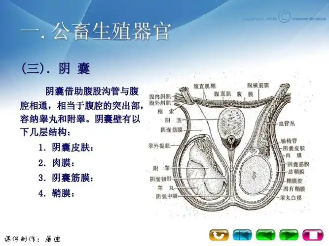 阴 囊 阴囊借助腹股沟管与腹 腔相通,相当于腹腔的突出部, 腔相通