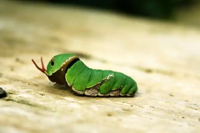 不知道有没有喜欢这些可爱虫子的女生呢.