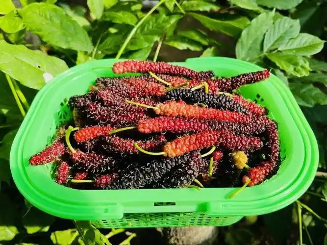 河北涞水打造桑葚产业链农旅融合促发展