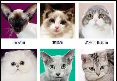 猫咪品种大全,有了它,再也不用闹笑话了.