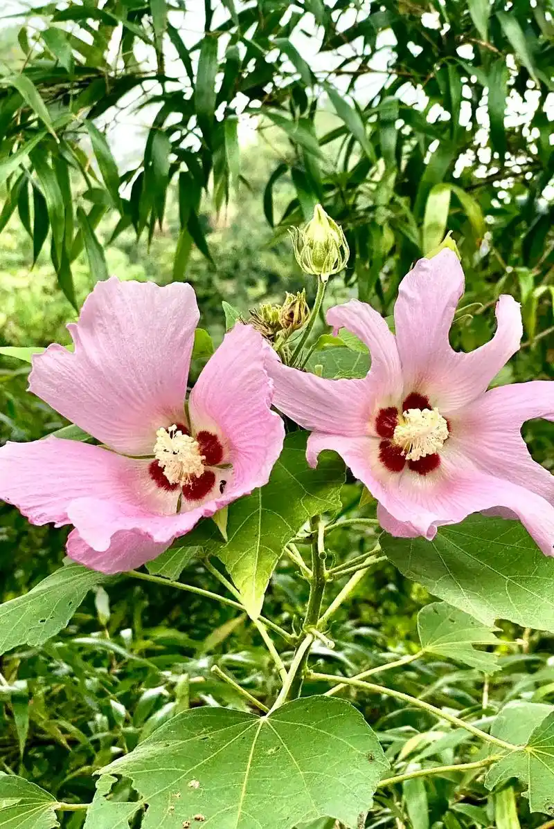 木芙蓉,锦葵科木槿属木本植物.一种很常见 - 抖音