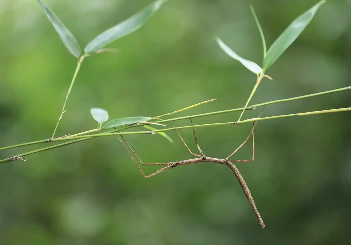 竹节虫:百闻不如一见的拟态大师