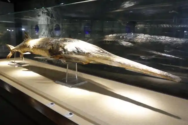 收藏在中国科学院水生生物博物馆的白鲟标本,这个白鲟体长约3米