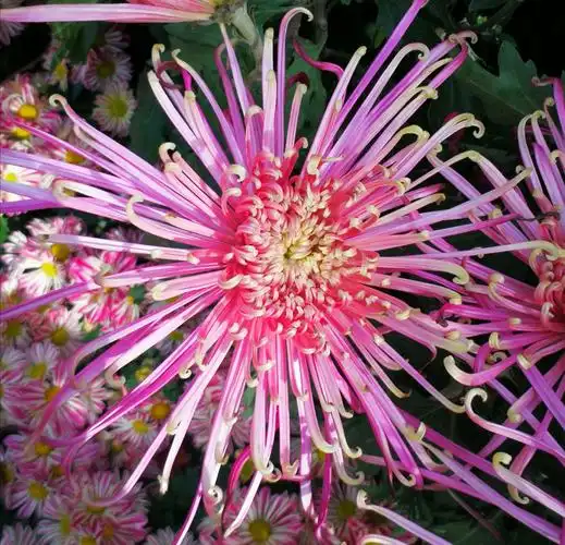 黄金甲……菊花