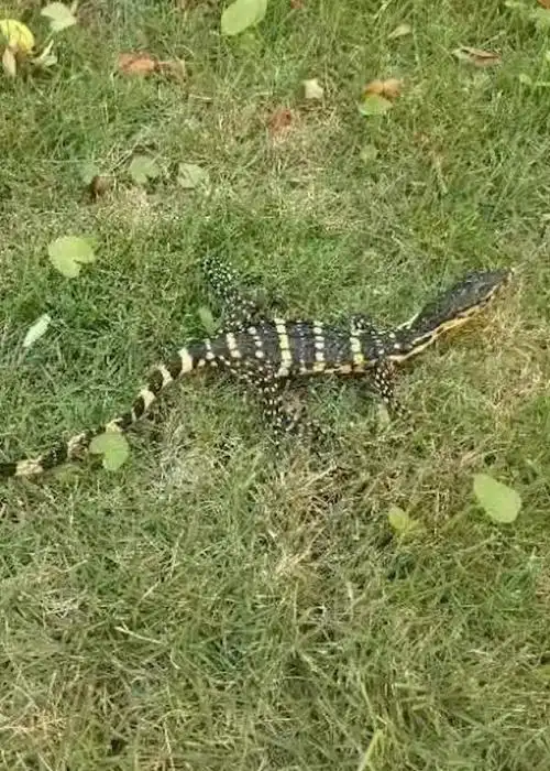 首次发现!唾液含剧毒的五爪金龙现身云南,这种蜥蜴能活150岁