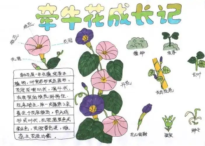 山西省青少年"一起向自然"2023年生物多样性自然笔记征集活动优秀作品