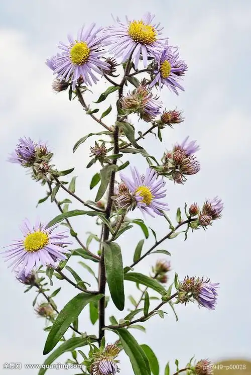 lán别名紫菊(《本草拾遗》),阶前菊(《履巉岩本草》),鸡儿肠,马兰头
