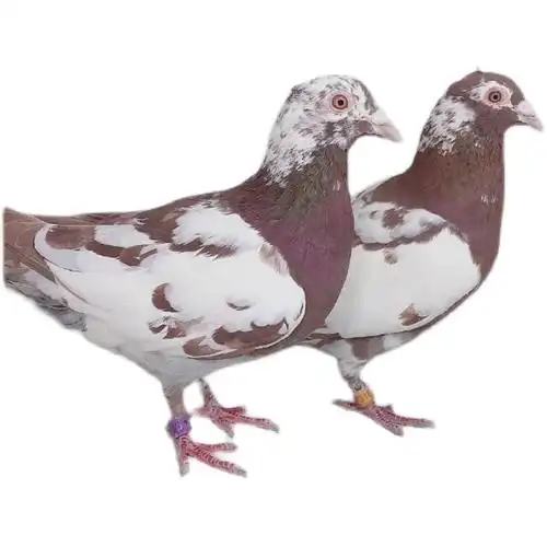 精品火凤凰鸽子活体一对原配信鸽赛鸽血统肉鸽鸟