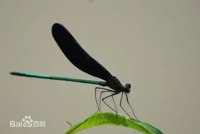 食肉昆虫——黑蜻蜓