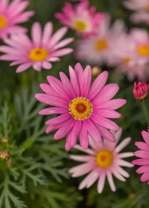 玛格丽特菊图片