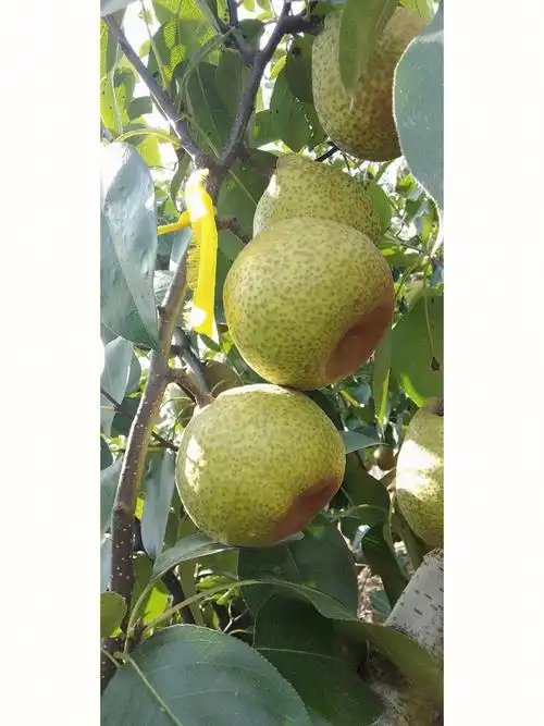 莱阳特产莱阳梨