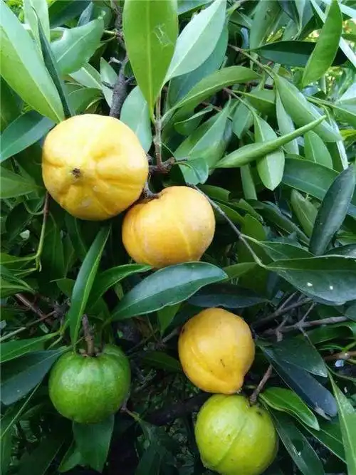 山竹树苗 山竹苗岭南山竹苗