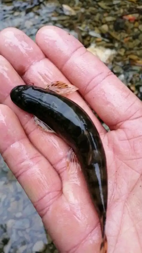 抓到一条爬岩鱼