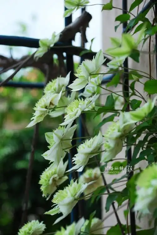 每日一铁#绿色系 绿玉 (alba plena) 佛罗里达系铁线莲.