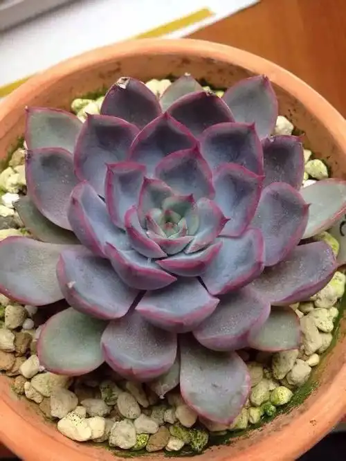 猎户座多肉植物