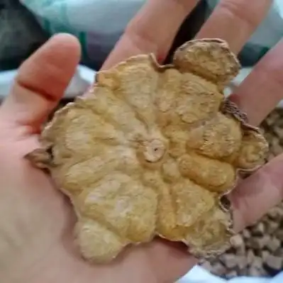 何首乌价格行情