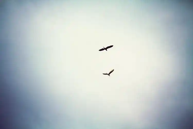 天空中的飞鸟768x1280分辨率查看