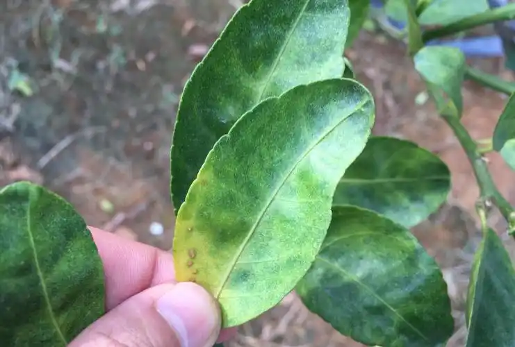 原创实地拍摄15张经典柑橘黄龙病高清图片免费分享