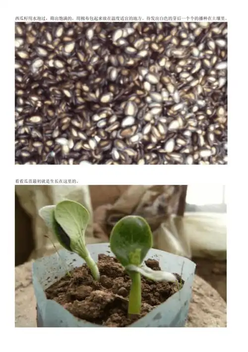 西瓜成长过程图片