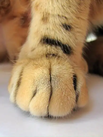 片脚类动物照片图片_片脚类动物照片图片下载_正版高清图片库-veer