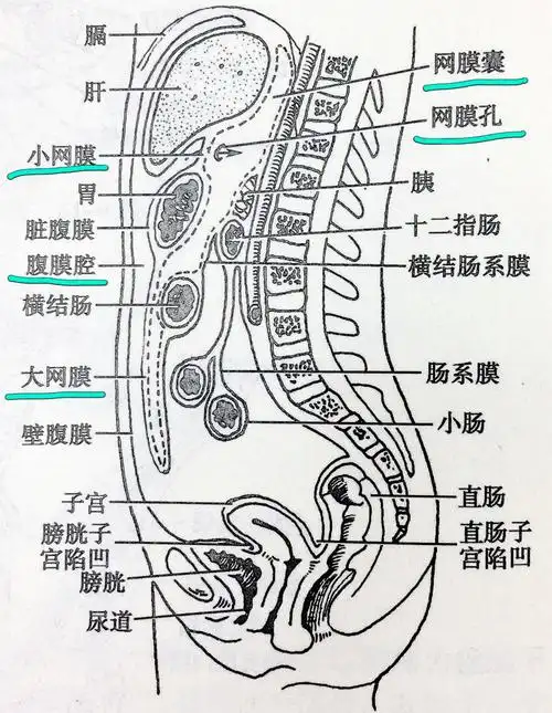 所谓的小网膜就是两厅之间的两堵墙.