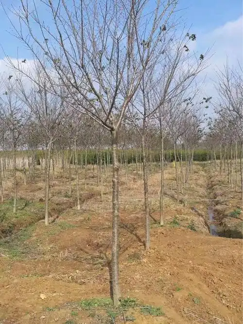 暴马丁香暴马丁香树苗丛生暴马丁香小区绿化公园绿化-阿里巴巴