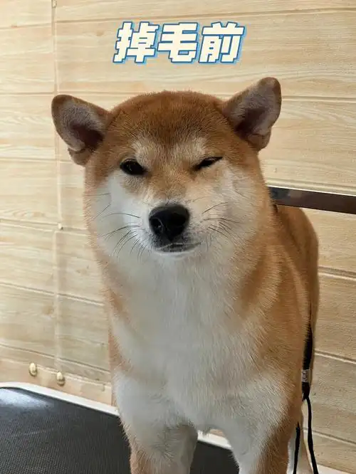 柴犬冬日夏日掉毛前后对比