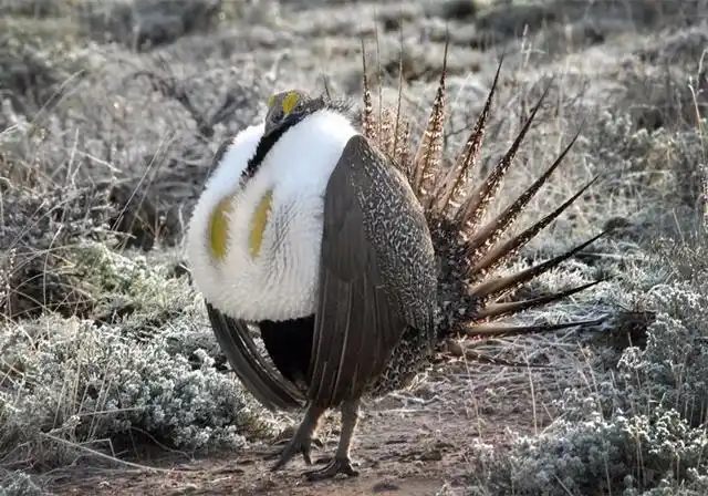北美洲最大的松鸡身上长着的健康码是它们会变色的安全气囊