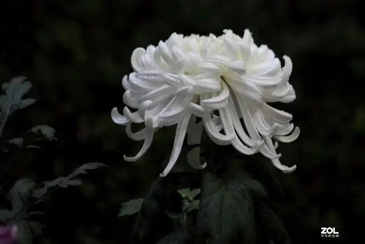 献上一组菊花祭奠抗疫英烈及逝世同胞