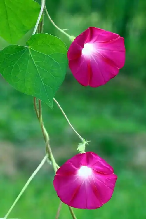 裂叶牵牛花是牵牛花图片中的常见品种,裂叶牵牛花又叫做喇叭花子,外形