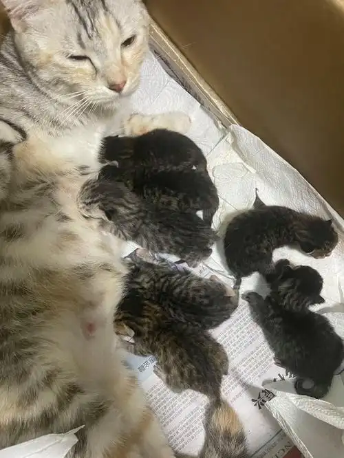 英短纯蓝猫串三花田园