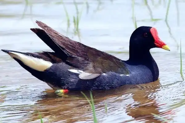 红冠水鸡是不是国家保护动物
