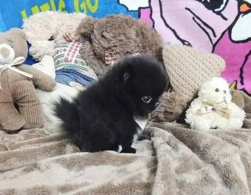 在茶杯犬一岁左右的时候,就可以吃狗粮了,一开始先