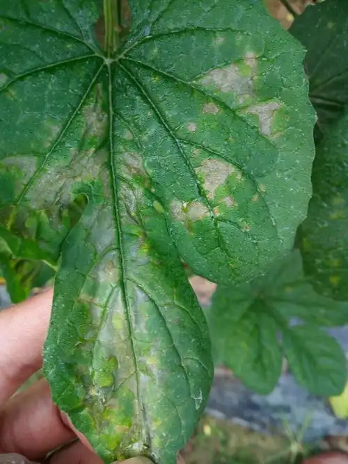 苦瓜叶子怎么这样,什么病