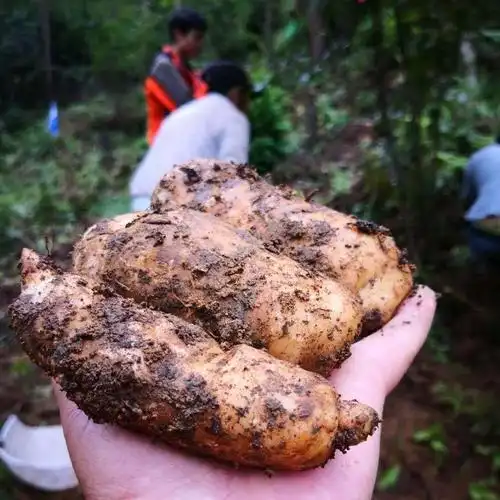 小草坝野生新鲜乌天麻 1斤装