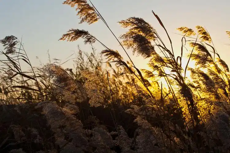 川原秋色静,芦苇晚风鸣.