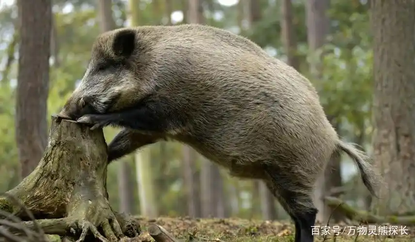 收回免死金牌!河南信阳放松捕猎限制,能否压制住泛滥的野猪?