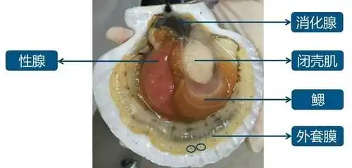 外套膜::在扇贝的外套膜上有200只小眼睛,可以覆盖大约250°的方谓乔