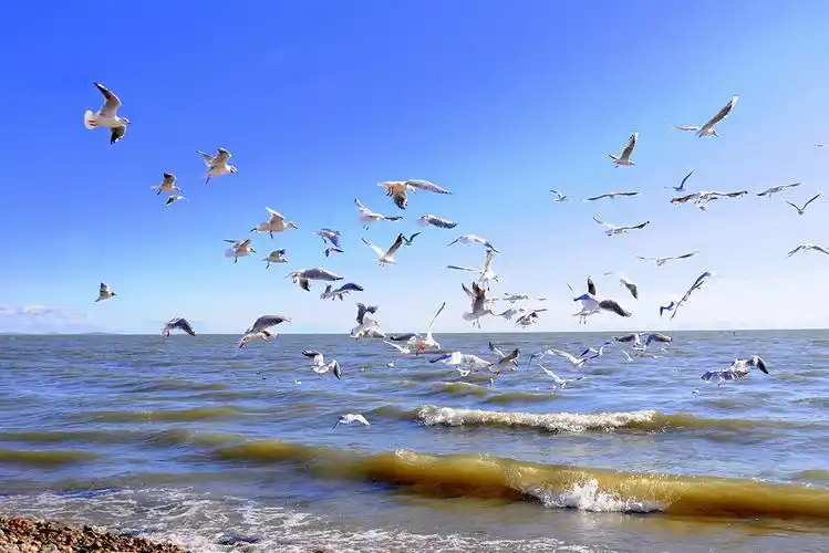 呼伦湖:鸟类天堂