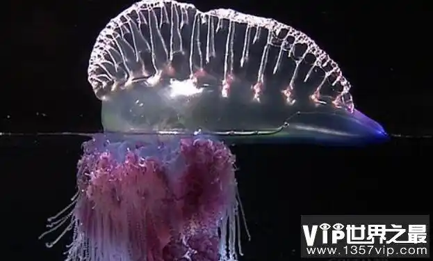 世界上毒性最强的水母僧帽水母被蜇伤者会挂掉毒过蛇蝎