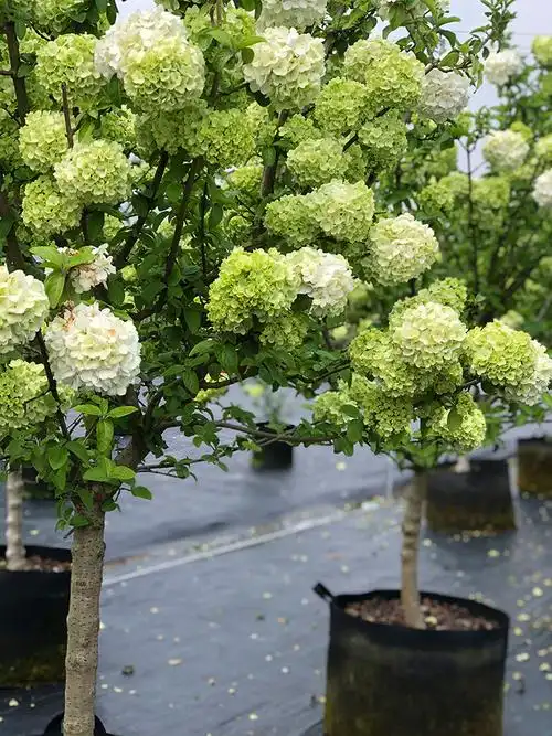 木本绣球中华欧洲木本绣球树苗花苗大花斗球庭院绿化大苗