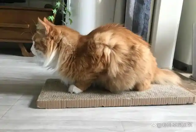 那猫咪出现"母鸡蹲",到底是爱好使然,还是疼痛所致?