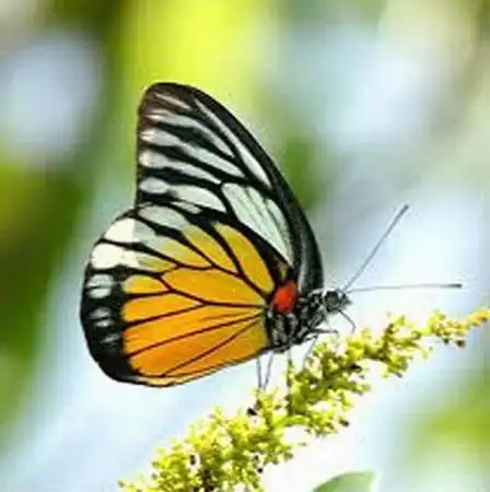 1/ 12 光明女神蝶 爱神闪蝶 冰蝶 卡申夫鬼美人凤蝶 皇蛾阴阳蝶 曙