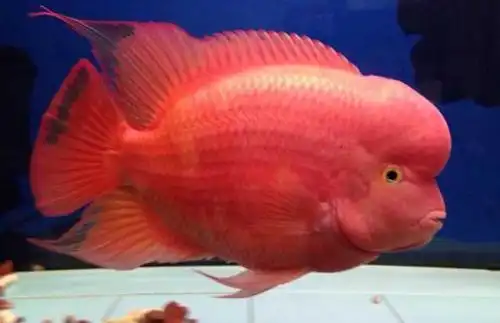 金刚鹦鹉鱼怎么养