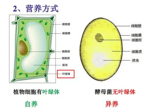 431真菌课件40张沪教版第二册