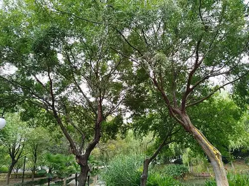 湖边的九棵大榆树的树干姿态各异,形成了一道别样的风景